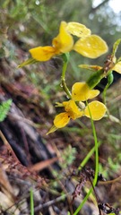 Diuris aurea