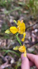Diuris aurea