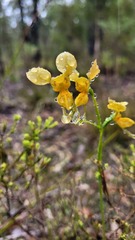 Diuris aurea
