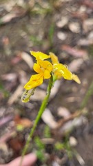 Diuris aurea