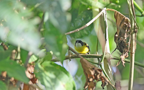 Golden-winged Tody-Flycatcher