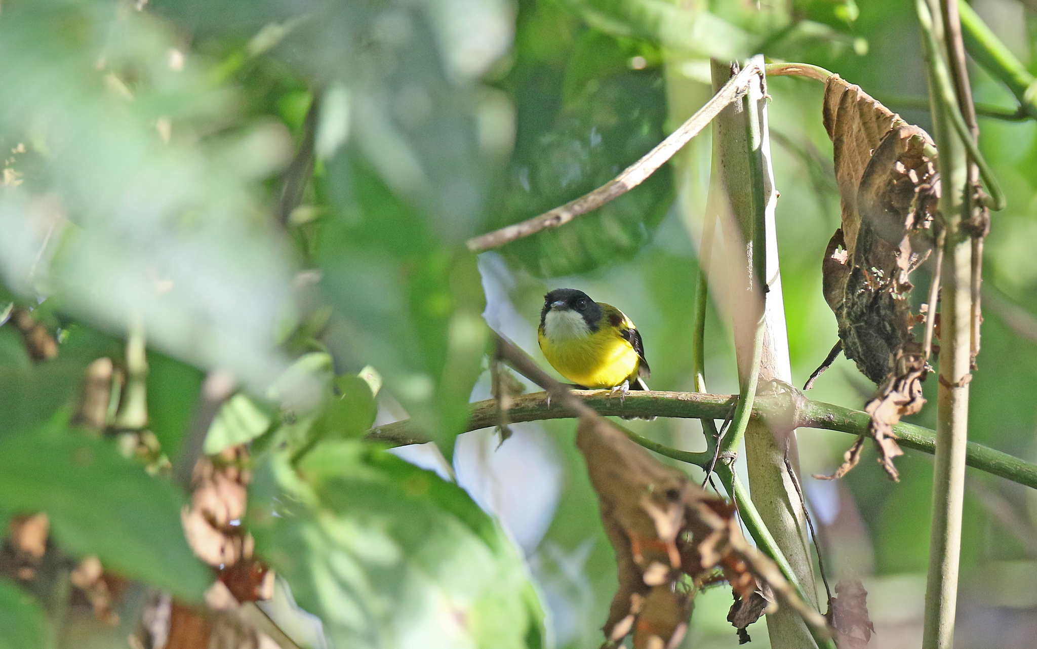 Golden-winged Tody-Flycatcher (Poecilotriccus calopterus), photo 10