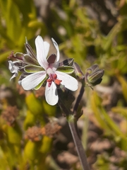 Pelargonium carnosum carnosum
