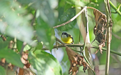 Poecilotriccus calopterus