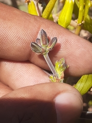 Pelargonium carnosum carnosum