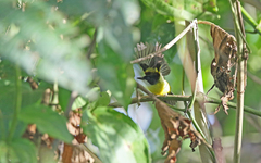 Poecilotriccus calopterus