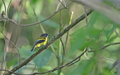 Poecilotriccus calopterus
