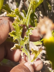 Pelargonium carnosum carnosum
