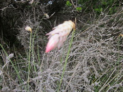 Johnsonia lupulina