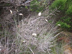Johnsonia lupulina