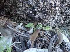 Asplenium subglandulosum