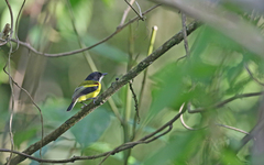 Poecilotriccus calopterus