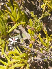 Pelargonium carnosum carnosum