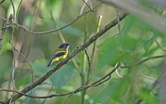 Poecilotriccus calopterus