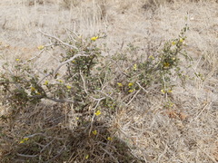 Roepera lichtensteiniana