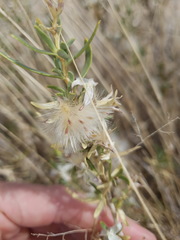 Hertia pallens