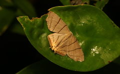 Orudiza protheclaria