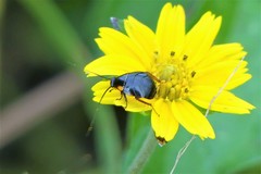 Hemithyrsocera palliata
