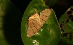 Orudiza protheclaria