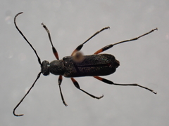 Grammoptera abdominalis