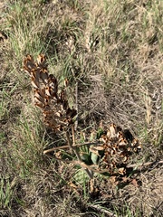 Aloe greatheadii