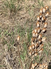 Aloe greatheadii