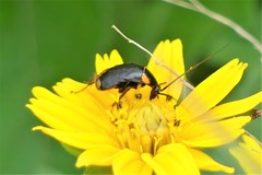 Hemithyrsocera palliata
