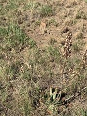Aloe greatheadii
