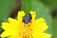 Hemithyrsocera palliata