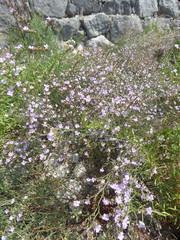Limonium cancellatum