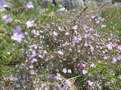 Limonium cancellatum