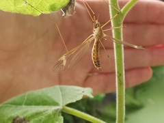 Tipula helvola