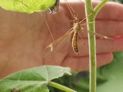Tipula helvola