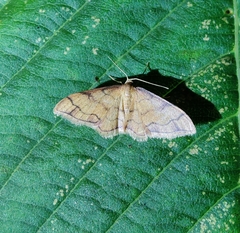 Idaea protensa