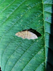 Idaea protensa