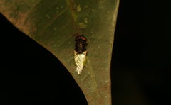 Oplodontha rubrithorax