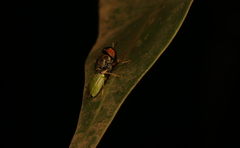 Oplodontha rubrithorax