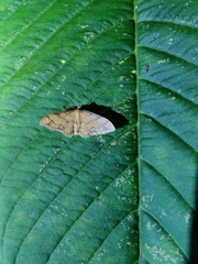 Idaea protensa