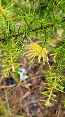 Grevillea juniperina