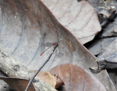 Teinobasis ruficollis