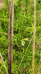 Grevillea juniperina