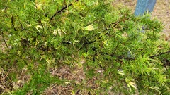 Grevillea juniperina