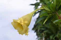 Solandra