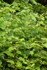 Ampelopsis glandulosa