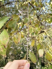 Ulmus pumila