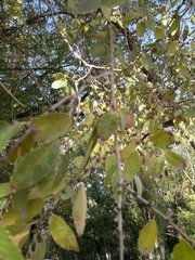 Ulmus pumila