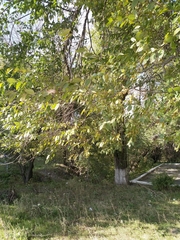 Ulmus pumila