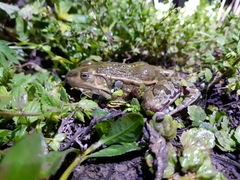 Pelophylax plancyi
