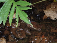 Brachydiplax