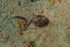 Helotrephidae